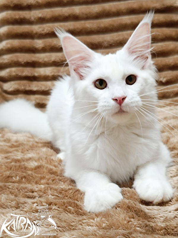 Katran Ivetta - Кошеня мейн-кун 5,5 місяців