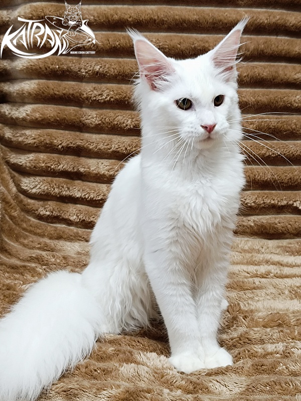 Katran Ivetta - Кошеня мейн-кун 5,5 місяців