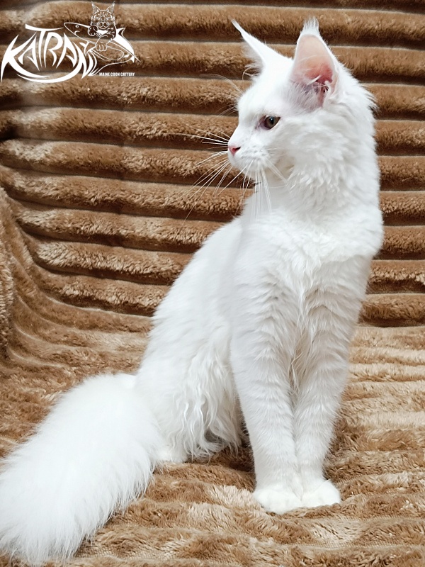 Katran Ivetta - Кошеня мейн-кун 5,5 місяців