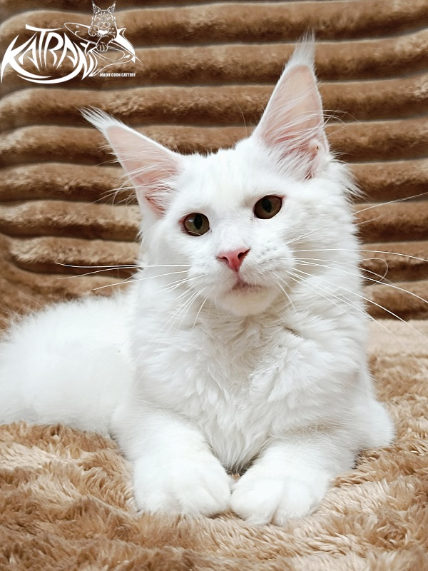 Katran Ivetta - Кошеня мейн-кун 5,5 місяців