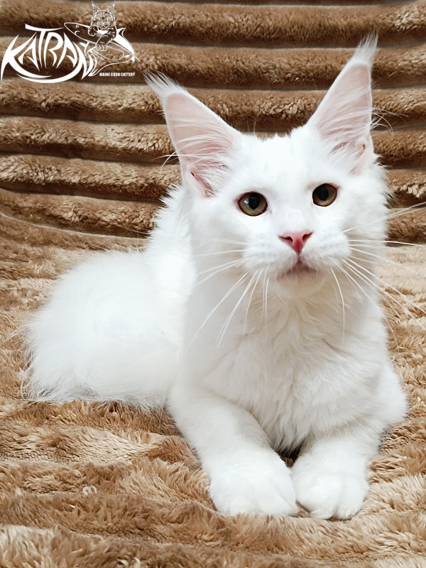Katran Ivetta - Кошеня мейн-кун 5,5 місяців