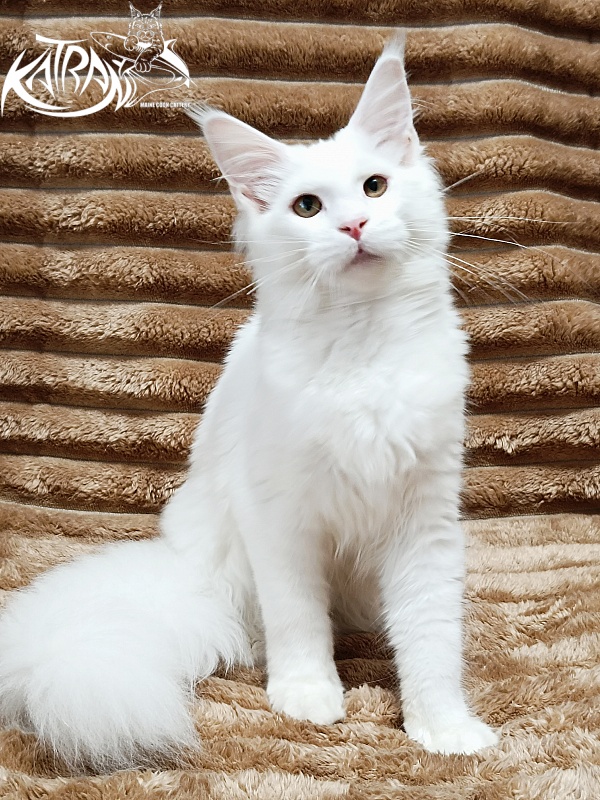 Katran Ivetta - Кошеня мейн-кун 5,5 місяців