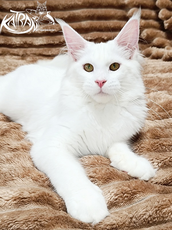 Katran Ivetta - Кошеня мейн-кун 5,5 місяців