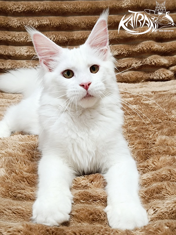 Katran Ivetta - Кошеня мейн-кун 5,5 місяців