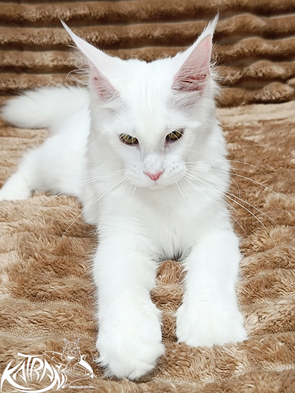 Katran Ivetta - Кошеня мейн-кун 5,5 місяців