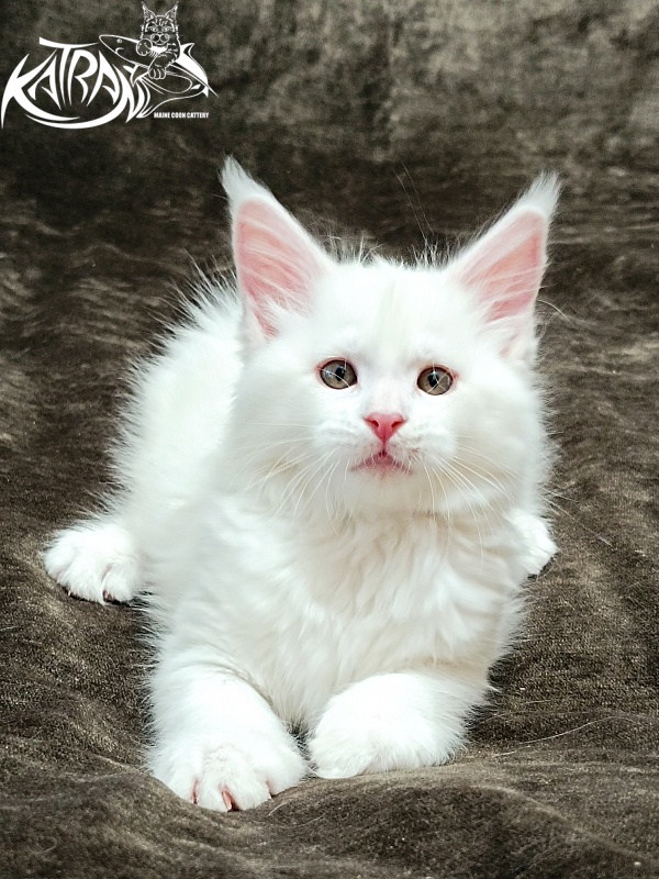 Katran Ivetta - Кошеня мейн-кун 2 місяця