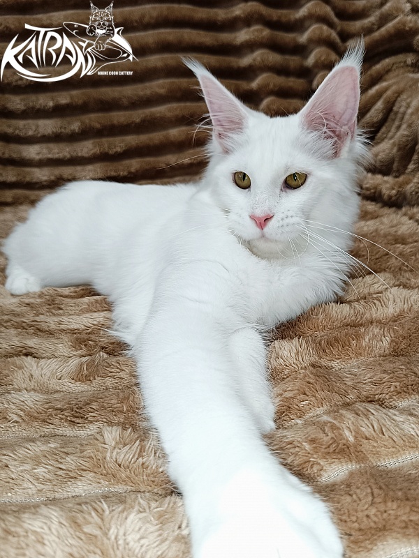 Katran Ivetta - Кошеня мейн-кун 5,5 місяців