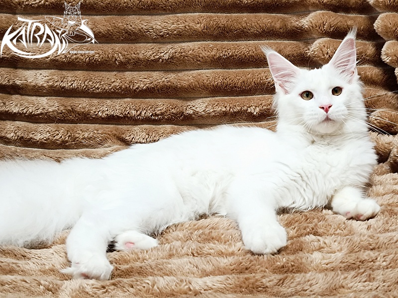Katran Ivetta - Кошеня мейн-кун 5,5 місяців