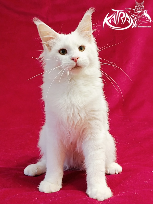 Katran Ivetta - Кошеня мейн-кун 6 місяців