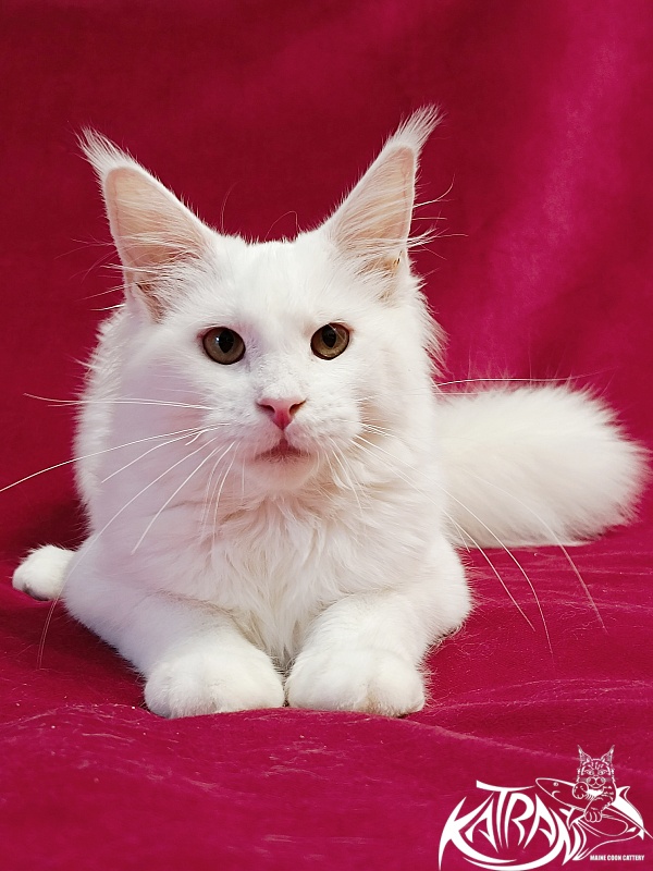 Katran Ivetta - Кошеня мейн-кун 6 місяців