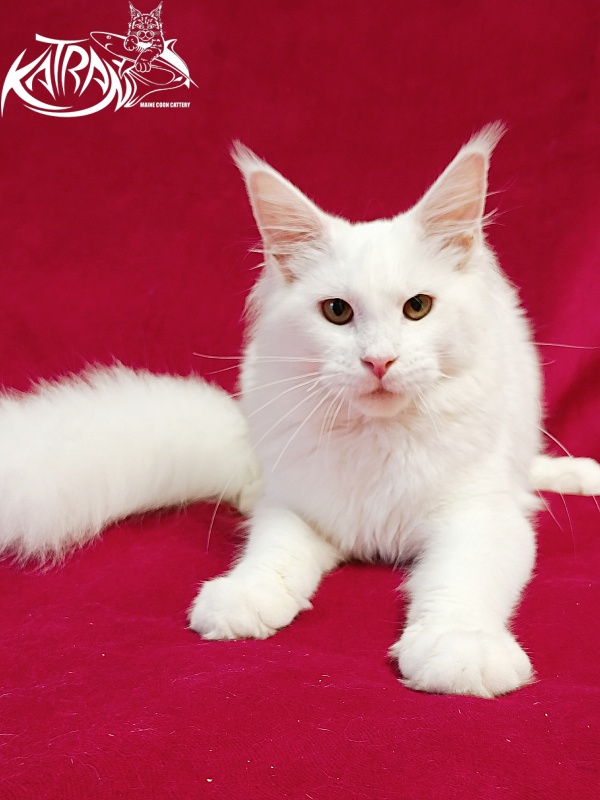 Katran Ivetta - Кошеня мейн-кун 6 місяців