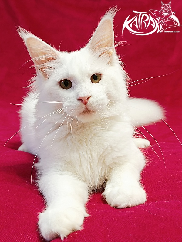 Katran Ivetta - Кошеня мейн-кун 6 місяців