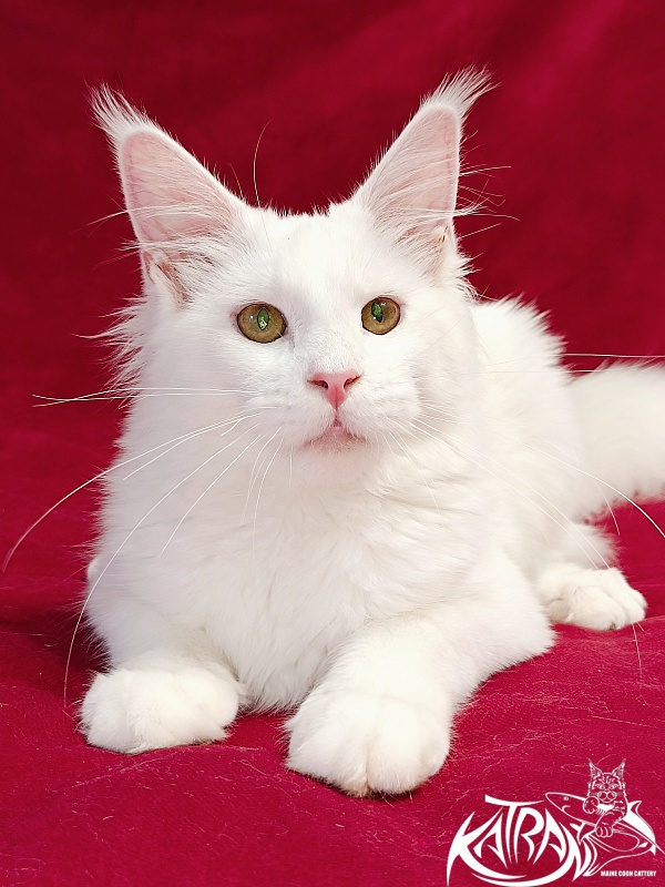 Katran Ivetta - Кошеня мейн-кун 6 місяців