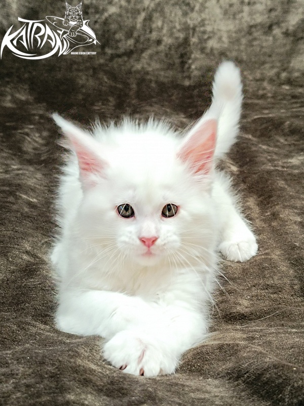 Katran Ivetta - Кошеня мейн-кун 2 місяця