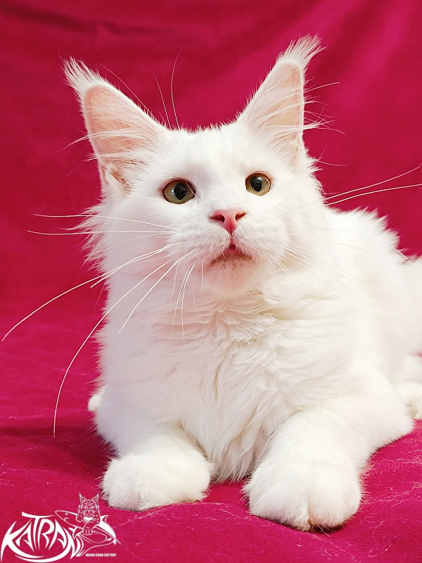 Katran Ivetta - Кошеня мейн-кун 6 місяців