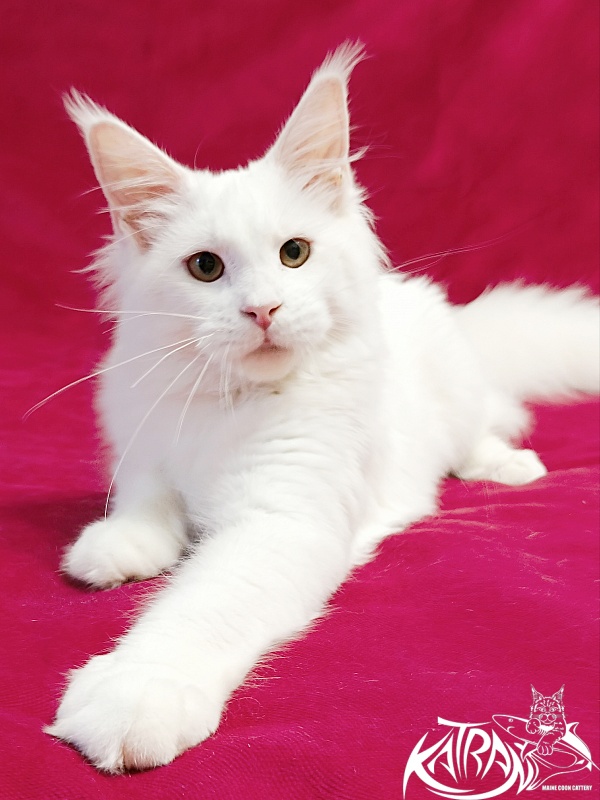 Katran Ivetta - Кошеня мейн-кун 6 місяців