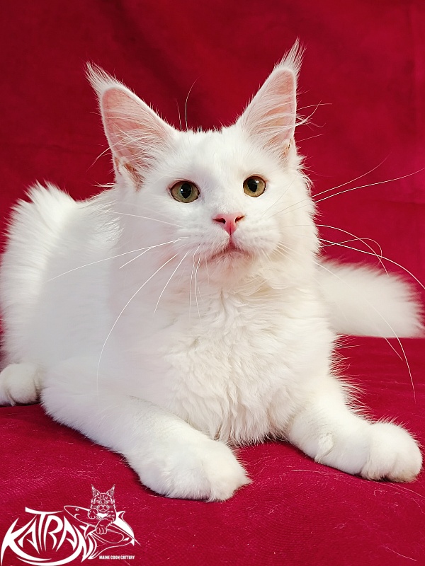 Katran Ivetta - Кошеня мейн-кун 6 місяців