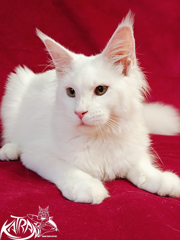 Katran Ivetta - Кошеня мейн-кун 6 місяців