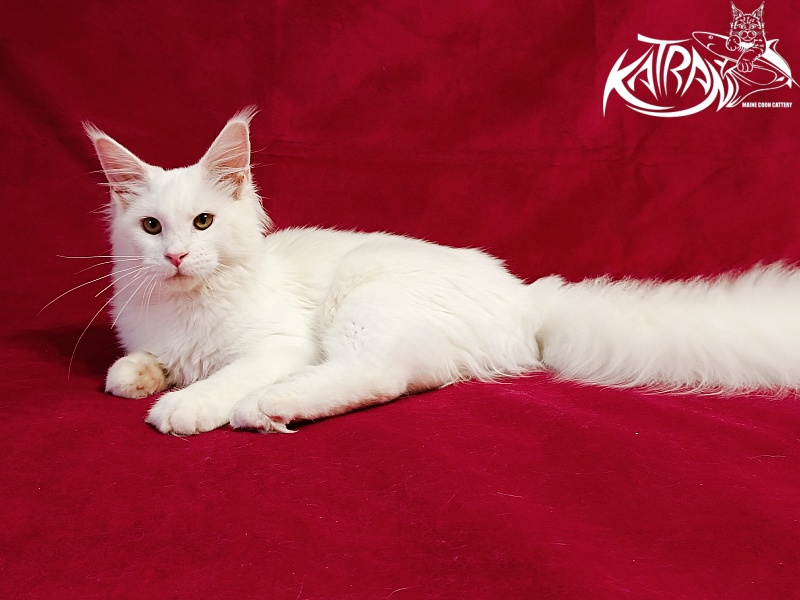 Katran Ivetta - Кошеня мейн-кун 6 місяців
