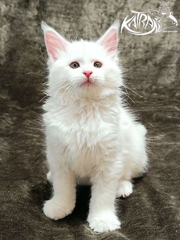 Katran Ivetta - Кошеня мейн-кун 2 місяця