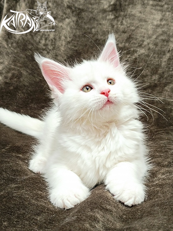 Katran Ivetta - Кошеня мейн-кун 2 місяця