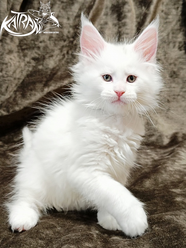 Katran Jolly - Кошеня мейн-кун 1 місяць 2 тижні