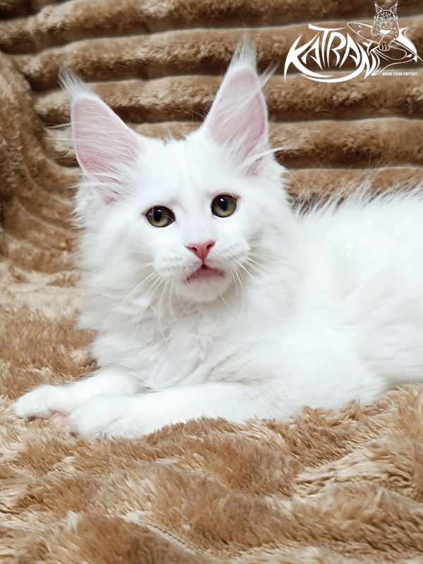 Katran Jolly - Кошеня мейн-кун 2 місяця 1 тиждень