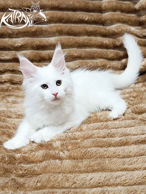 Katran Jolly - Кошеня мейн-кун 2 місяця 1 тиждень