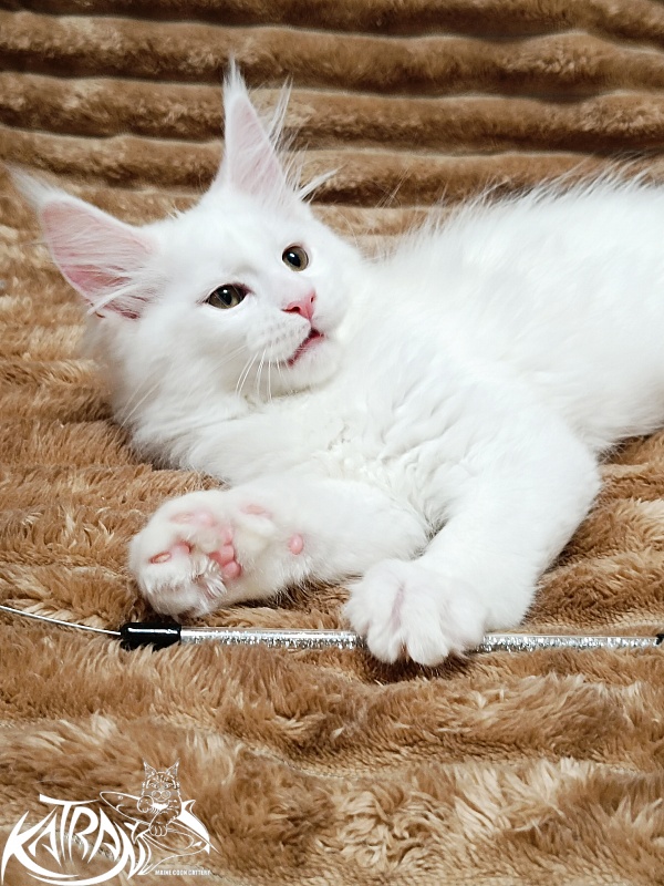 Katran Jolly - Кошеня мейн-кун 2 місяця 1 тиждень