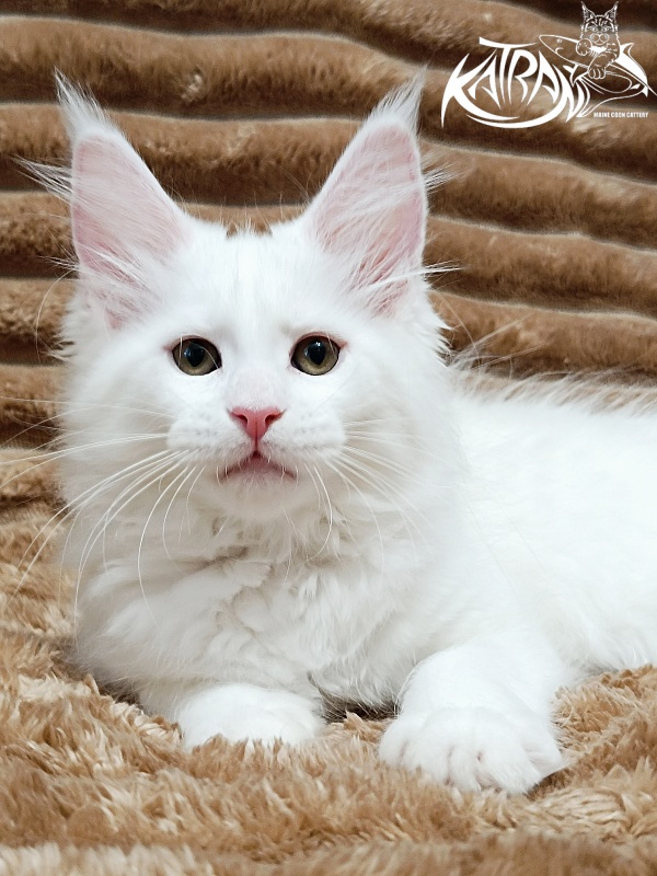 Katran Jolly - Кошеня мейн-кун 2 місяця 1 тиждень