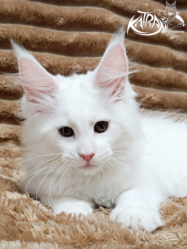 Katran Jolly - Кошеня мейн-кун 2 місяця 1 тиждень