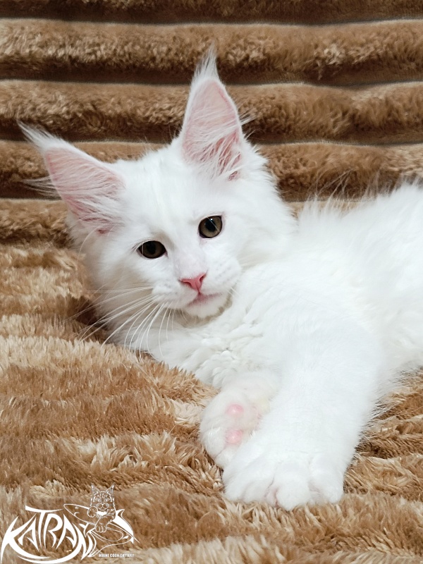 Katran Jolly - Кошеня мейн-кун 2 місяця 1 тиждень