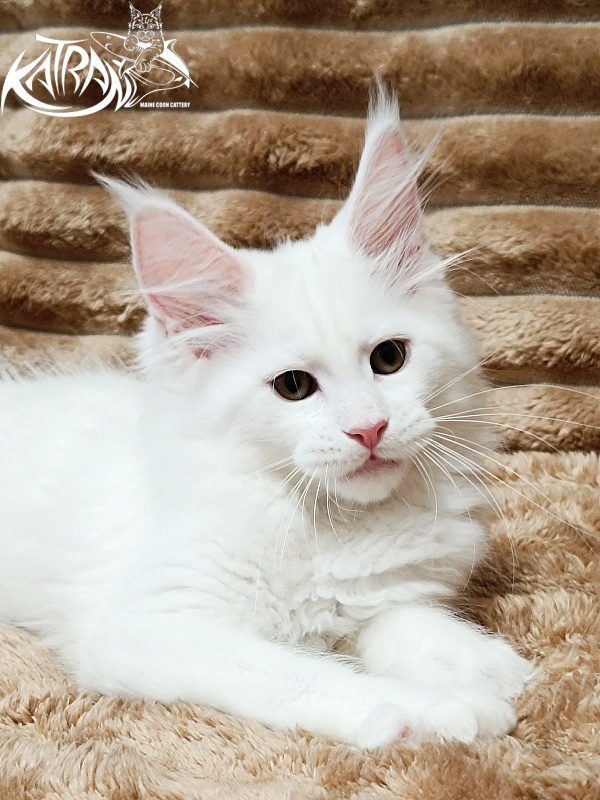 Katran Jolly - Кошеня мейн-кун 2 місяця 1 тиждень