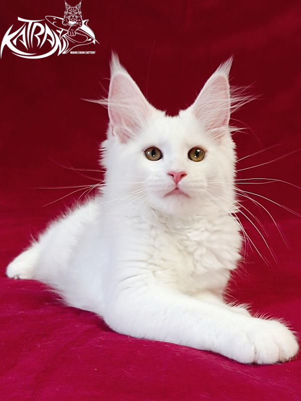 Katran Jolly - Кошеня мейн-кун 3 місяця