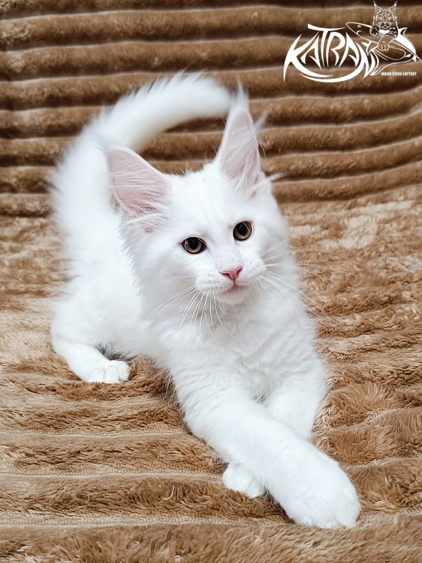 Katran Jolly - Кошеня мейн-кун 2 місяця 1 тиждень