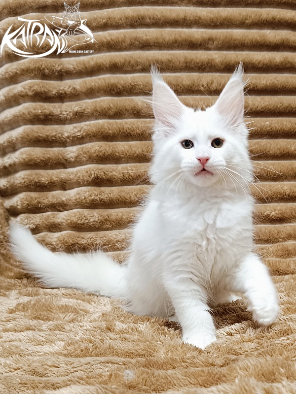 Katran Jolly - Кошеня мейн-кун 2 місяця 1 тиждень