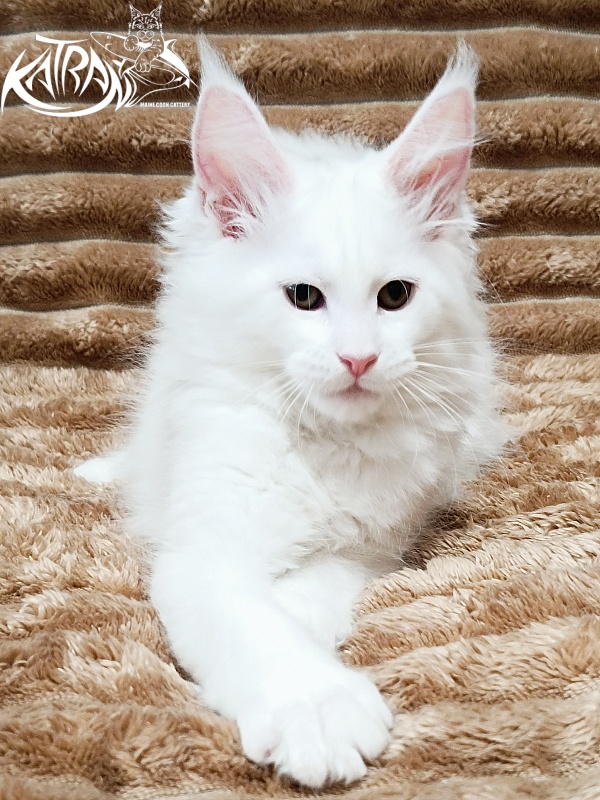 Katran Jolly - Кошеня мейн-кун 2 місяця 1 тиждень