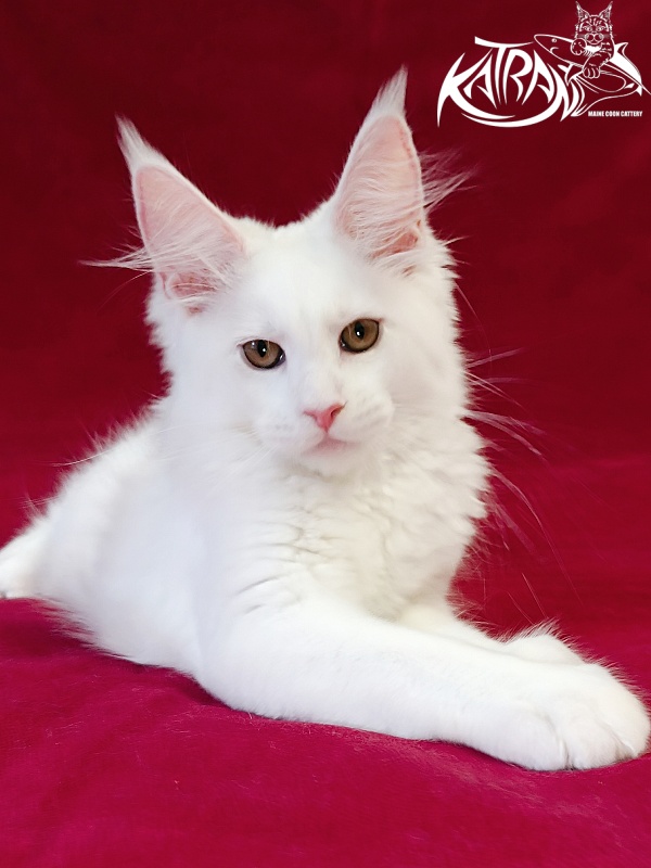 Katran Jolly - Кошеня мейн-кун 3 місяця