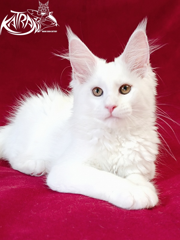 Katran Jolly - Кошеня мейн-кун 3 місяця