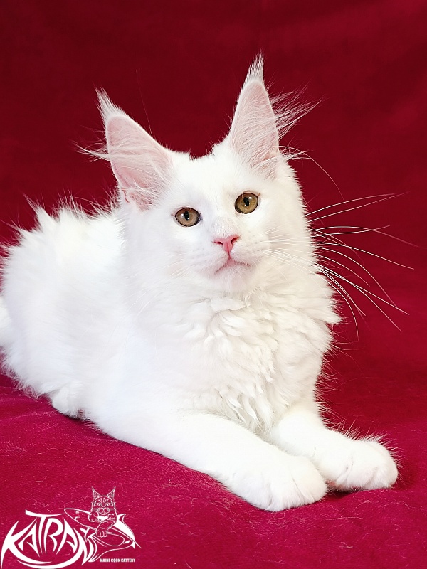 Katran Jolly - Кошеня мейн-кун 3 місяця