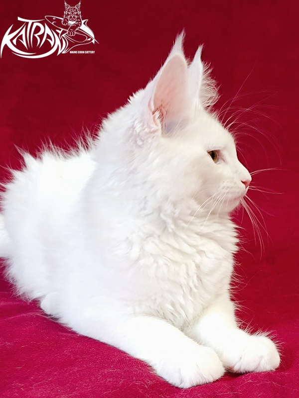 Katran Jolly - Кошеня мейн-кун 3 місяця