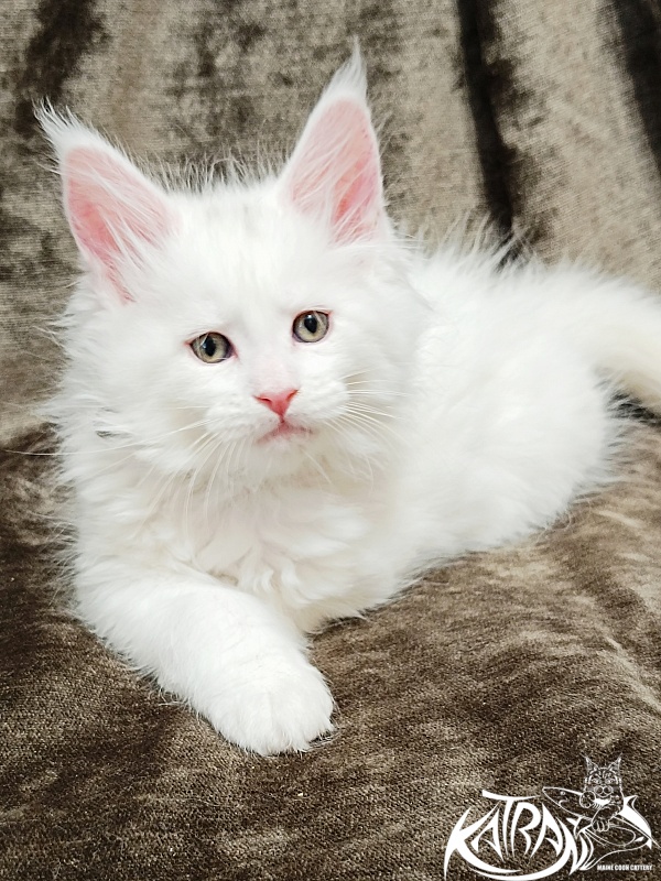 Katran Jolly - Кошеня мейн-кун 1 місяць 2 тижні