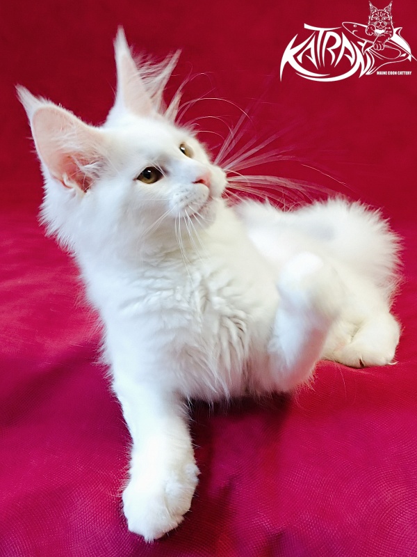 Katran Jolly - Кошеня мейн-кун 3 місяця