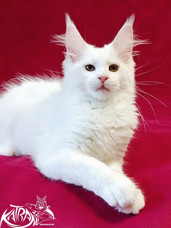 Katran Jolly - Кошеня мейн-кун 3 місяця