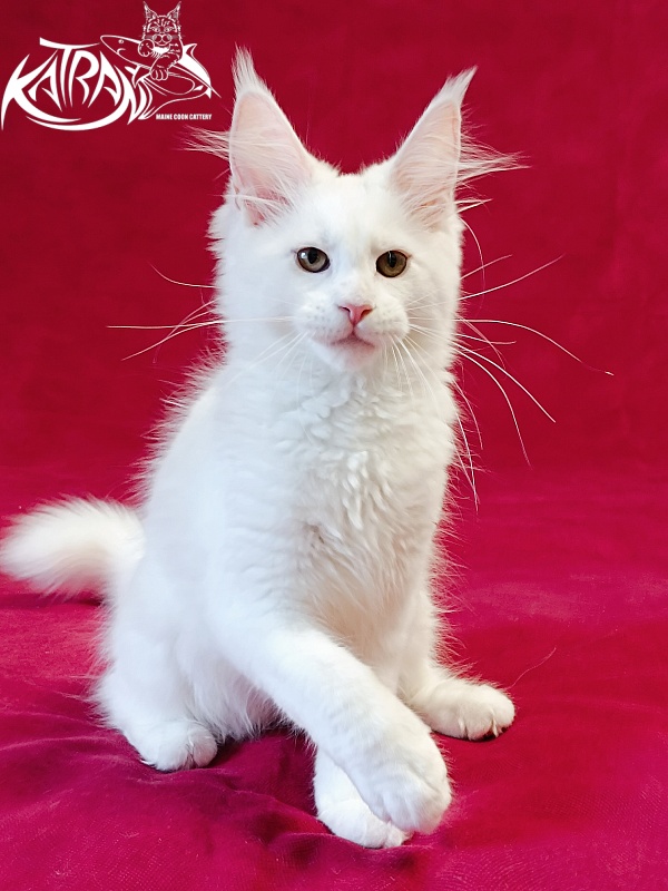 Katran Jolly - Кошеня мейн-кун 3 місяця