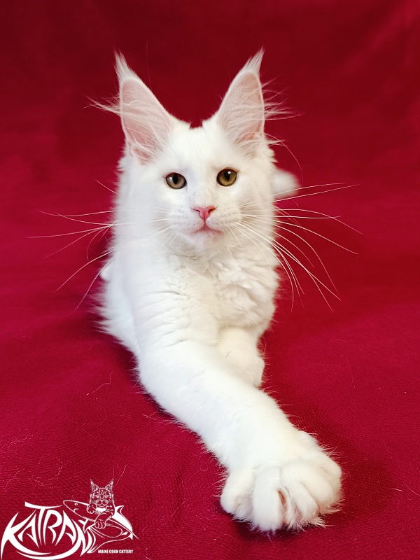Katran Jolly - Кошеня мейн-кун 3 місяця
