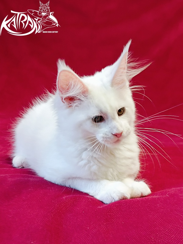 Katran Jolly - Кошеня мейн-кун 3 місяця