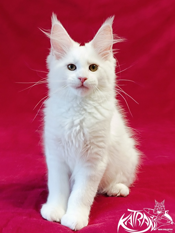 Katran Jolly - Кошеня мейн-кун 3 місяця