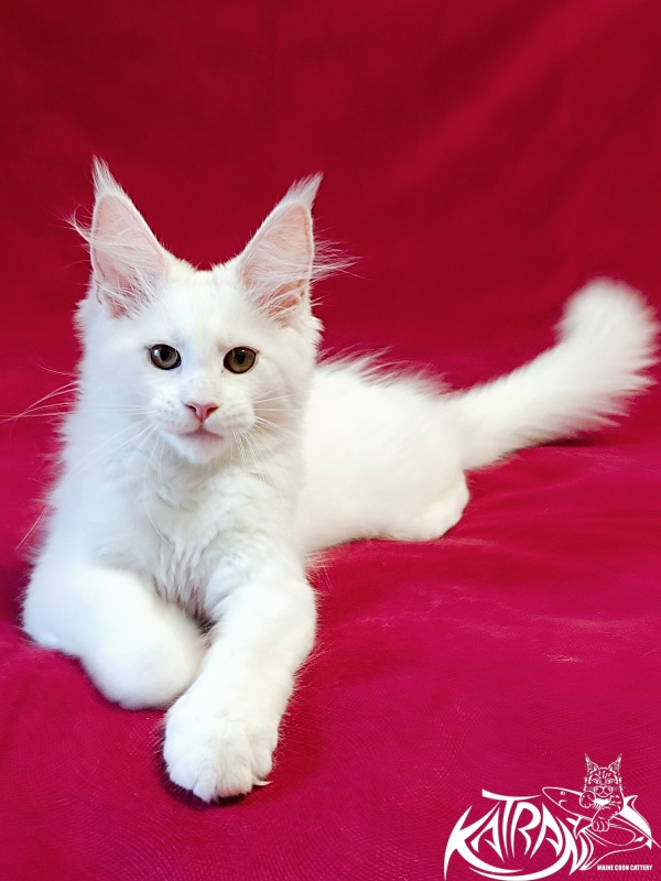 Katran Jolly - Кошеня мейн-кун 3 місяця