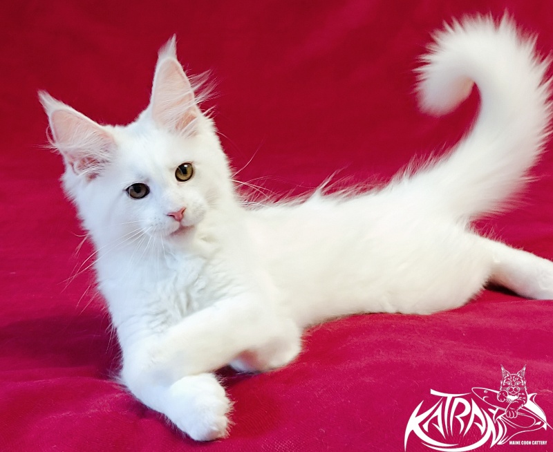 Katran Jolly - Кошеня мейн-кун 3 місяця